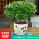 正宗清香胡椒木盆栽花卉室內外驅蚊草植物樹(shù)苗老樁盆景九里香綠植 【6年大苗】竹韻瓷盆