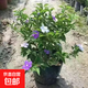 雙色茉莉花苗盆栽四季茉莉香味濃郁室內花卉香水盆景鴛鴦白色茉莉 精品雙色茉莉40-45cm（帶花苞