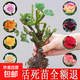 多色嫁接玫瑰花苗四季開(kāi)花多色老樁大花月季花卉盆栽耐寒植物陽(yáng)臺 玫瑰花老樁混色【3顆顏色隨機】