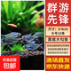黑尾大勾魚(yú)群游魚(yú)小型熱帶觀(guān)賞魚(yú)淡水魚(yú)大勾扯旗魚(yú)紅綠燈魚(yú)斑馬魚(yú) 3-4cm大號黑尾大勾10條