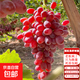 高產(chǎn)量苗包結果葡萄樹(shù)苗果樹(shù)苗露天庭院陽(yáng)臺盆栽地栽葡萄苗水果苗 深紅無(wú)籽0.4-0.8cm粗【2顆】