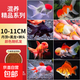金魚活魚不加溫冷水魚觀賞魚淡水魚活體草金魚苗小金魚好養(yǎng)寵物魚 10-11CM丹頂+黑龍+獅頭隨機(jī)10條