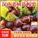 【25年新貨】云南高山板栗老樹油栗生鮮新鮮蔬菜水果可生吃零食 云南高山板栗新貨 1斤 嘗鮮款
