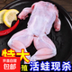牛蛙特大蛙肉田雞半成品批發(fā)2斤/（4-6只）｜京東快遞 更快更好 牛蛙3斤/（6-8只）