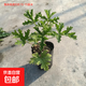 驅(qū)蚊草驅(qū)蚊植物天竺葵室內(nèi)防蚊香草驅(qū)蚊子綠植花卉香葉盆栽地栽苗 不帶盆 10-15厘米