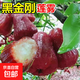 黑金剛蓮霧果樹苗大葉紅臺灣蓮霧嫁接苗南方北方盆栽地栽當(dāng)年結(jié)果 黑金剛蓮霧 50-70cm高