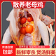 正宗黃油老母雞煲湯新鮮雞肉農家散養老母雞走地雞煲湯整只 黃油老母雞2.5斤/只*2只