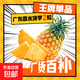 廣東香水菠蘿新鮮水果菠蘿鳳梨整箱包郵單果500g起 【實(shí)惠】2粒裝 帶箱3斤凈重2.6-2.8斤