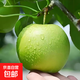 碭山青皮蜜梨蘇翠皇冠翠冠青梨新鮮當季皮薄脆甜多汁包甜鈦睿 蘇翠3斤