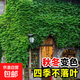 爬山虎樹(shù)苗爬藤植物四季常青不落葉爬墻虎種苗好養(yǎng)綠植花卉園盆栽 【三葉爬山虎】50cm高12棵