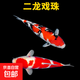 錦鯉活魚觀賞魚活體淡水冷水魚純種黃金紅白三色錦鯉魚金魚招財魚 20-25cm 二龍戲珠(紅白+三色）