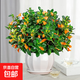 金魚吊蘭盆栽帶花苞大盆金魚花四季室內(nèi)客廳常青綠植物好養(yǎng)活花卉 精品金魚吊蘭大苗【蓮花瓷盆】