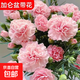 康乃馨鮮花大盆栽帶花苞年宵花客廳擺件花卉室內(nèi)綠植四季開花植物 【帶花苞】粉色康乃馨+加侖盆