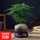 文竹盆栽植物室內花卉盆景客廳辦公室桌面小綠植好養云竹四季常青 精品文竹+舍得陶瓷盆+圓底托+苔蘚