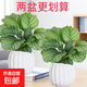 青蘋果水培竹芋盆栽室內(nèi)桌面客廳植物辦公室觀葉好養(yǎng)綠植四季花卉 2盆精選品質青蘋果竹芋+南瓜自吸盆+肥料 含盆整體高度25-30cm