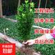 冬青苗庭院綠籬籬笆苗冬青苗北海道四季常青園林綠化苗花卉植物 冬青50-60cm高50棵