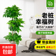 多層幸福樹客廳盆栽辦公室室內(nèi)好養(yǎng)老樁大型綠植凈化空氣四季常青 三層幸福樹1.5-1.7m【鉆石樹脂盆】
