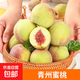 山東青州蜜桃 新鮮脆甜毛桃子冬桃孕婦水果整箱 青州蜜桃4.5-5斤單果60g+