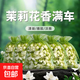 正品茉莉花香囊車載香薰干花香包衛(wèi)生間花香衣柜口袋散香天然香袋 【6袋白玉茉莉】香300天