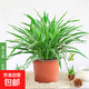 金邊吊蘭垂吊植物室內(nèi)好養(yǎng)盆栽四季常青桌面綠植 大盆金邊吊蘭【原土盆】