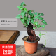 何首烏盆栽盆景老樁植物根球盆景爬藤植物中草藥植物盆栽盆景 120#何首烏（15年根球）20-30cm高