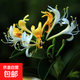 金銀花樹(shù)苗庭院陽(yáng)臺(tái)盆栽地栽可食用金銀花老樁爬藤綠植物花卉 黃金萬(wàn)兩5年苗【當(dāng)年開(kāi)花】