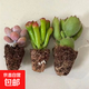 【招財進(jìn)寶多肉】錢(qián)串吸財樹(shù)桃蛋吹雪之松錦精選系列好養基地直發(fā) 桃蛋+吸財樹(shù)+熊童子