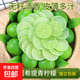 新鮮塔希提無(wú)籽青檸檬皮薄多汁新鮮應季水果奶茶店專(zhuān)用 凈重5斤 單果50g起