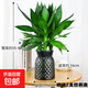 觀音竹水培植物富貴竹蓮花竹室內(nèi)綠植觀根觀葉好養(yǎng)易活四季常青 【一盆裝】觀音竹（輕奢塑料盆）+贈(zèng)送2支營(yíng)養(yǎng)液