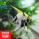 神仙魚(yú)燕魚(yú)小型熱帶魚(yú)活體秘魯熊貓神仙紅頭三色白神仙七彩神仙魚(yú) 3-4cm熊貓神仙5條