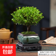 小葉赤楠盆景植物辦公花卉基地直銷批發(fā)綠植盆栽室內(nèi)擺件花卉綠植 赤楠+方形山水盆+苔蘚+底座