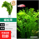 蜈蚣草水草植物養龜魚(yú)缸造景魚(yú)草缸凈水綠植新手養魚(yú)綠菊后景草 優(yōu)質(zhì)蜈蚣草1盆約6-8根【帶磁環(huán)】