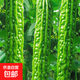 新鮮現(xiàn)摘當(dāng)季綠色蔬菜苦瓜涼瓜清脆爽口青皮涼拌瓜山東新鮮苦瓜 現(xiàn)摘現(xiàn)發(fā)新鮮苦瓜 5斤