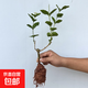 茉莉花盆栽帶花苞茉莉重瓣濃香型茉莉花客廳陽臺(tái)四季開花花卉綠植 茉莉花+1顆