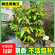 黃角蘭樹(shù)苗庭院白蘭花玉蘭盆栽帶花苞室內綠植 精品黃蘭花苗0.8-1m左右