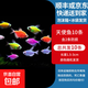 天使觀賞魚熱帶淡水觀賞魚群游不褪色七彩神仙魚斑馬孔雀魚可混養(yǎng) 天使魚10條含2條備損
