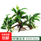 【京東物流】水草套餐 好養(yǎng)耐活真水草植物綠菊大葉綠九冠魚缸 三頭丹麥榕沉木