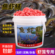 抓黃鱔龍蝦泥鰍河蝦捕蝦藥蝦籠專用誘餌鱔魚(yú)小藥餌料傘籠萬(wàn)能魚(yú)餌 蝦鱔爆顆粒餌料【1大桶】