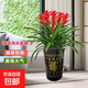 【鴻運當(dāng)頭】美觀大方大型盆栽綠植大鳳梨送禮好養(yǎng)帶盆鮮花卉喬遷 鴻運當(dāng)頭5顆裝【配高檔百福花盆】 【年宵花】鴻運當(dāng)頭
