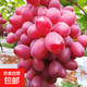 新疆特產(chǎn)吐魯番克倫生無(wú)籽紅提產(chǎn)地現(xiàn)采新鮮葡萄天然有機(jī)水果 新疆紅提1斤/箱(凈重）)