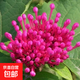 丁香花樹(shù)苗庭院陽(yáng)臺盆地栽耐寒旱花卉嫁接高桿丁香樹(shù)苗綠植物苗木 玫紅色丁香5年苗【當年開(kāi)花】