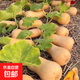 阿根廷奶油南瓜新培育品種正宗奶油南瓜粉糯香甜寶寶輔食蔬菜 奶油南瓜帶箱3斤裝 3斤