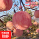 煙臺紅富士2001脆甜蘋(píng)果樹(shù)苗嫁接蘋(píng)果苗南方北方種植當年結果 煙富8號【5年苗當年結果】 81cm(含)-110cm(含)