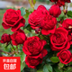 :果汁陽(yáng)臺月季花苗帶花苞四季月季花苗月季帶花苗濃香型花卉大全 【紅蘋(píng)果】中大苗（勤花）][原土育苗盆發(fā)貨