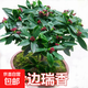 金邊瑞香盆栽室內(nèi)陽臺濃香型綠植物耐寒花卉帶花苞老樁四季開花 金邊瑞香6年苗【當年開花】