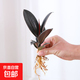 橡皮樹(shù)水培黑金剛水養植物花金剛盆栽辦公桌觀(guān)葉小綠植橡膠樹(shù)彩葉 黑金剛1顆（不含其他） 整體高度（20-30cm）