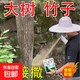 環(huán)嗪酮除樹死樹劑大樹爛根的專用藥除草劑除大樹除竹子爛根專用藥 正品環(huán)嗪酮【5斤】