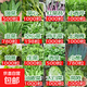 四季種植蔬菜種子大全組合套餐混搭一年四季易種陽(yáng)臺盆栽組合裝 小白菜+空心菜種+上海青各1包