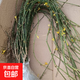 迎春花苗四季盆栽耐寒爬藤植物陽(yáng)臺盆栽庭院當年開(kāi)花 迎春花60-90厘米10顆