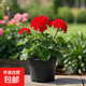 【4.9元好養小綠植】盆栽植物室內發(fā)財樹(shù)富貴竹文綠籮薄荷多肉 小天竺葵（顏色隨機）【不含盆】